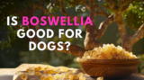 Is Boswellia good for dogs? – Dr. Dobias Natural Healing
