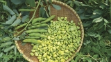 Broad bean bounty – ABC Organic Gardener Magazine