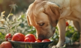 Can Dogs Eat Tomatoes? – DogVills