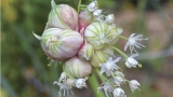 How to grow: Egyptian walking onions
