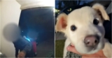 Teens Leave Puppy In Upside Down Milk Crate On Woman’s Doorstep
