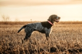Male & Female German Wirehaired Pointer Weights & Heights by Age