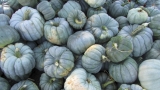 Grow: pumpkins – ABC Organic Gardener Magazine