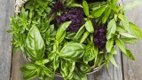 The best of basil – ABC Organic Gardener Magazine