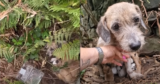 Anxious Mother Dog Hides Her Litter From Humans Until She’s Certain of Their Love