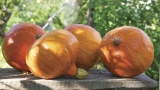 Pumpkin power: Store your harvest and save seeds