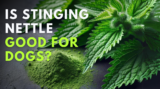 Is Stinging Nettle Good for Dogs? – Dr. Dobias Natural Healing