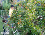 Are Fruit Trees a Good Fit for a Rental Property?