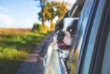 Pet Odors in your Vehicle – Detailing Tips!