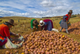 Peru’s Agricultural Ambitions: A $40 Billion Export Vision for 2040