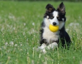 7 Dog Breeds That Love to Fetch (and 5 That Hate Retrieving)