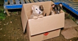 Bus Driver Came To A ‘Sudden Halt’ When She Saw Puppies ‘Poking-Out’ Of A Cardboard Box