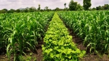 Why Variety is Key to Sustainable Farming