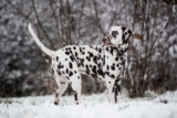 Male & Female Dalmatian Weights & Heights by Age