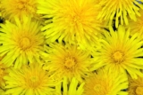 9 magical health benefits of dandelion and 3 ways to capture it