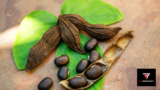 Mucuna is a “game changer” for alcohol addiction.