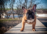 The 7 Most Unusual Habits of French Bulldogs