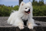 Male & Female Japanese Spitz Weights & Heights by Age