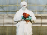 Human cases of bird flu ‘an enormous concern’ – WHO