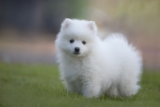 Cost of a Japanese Spitz Puppy by US Region [2024]
