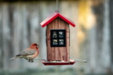 Ways to Make Your Home More Bird-Friendly