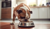 10 Best Limited Ingredient Dog Foods for Sensitive Tummies