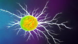 Artificial organic neurons facilitate the connection between biology and electronics.