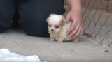 Tiny Pup Rescued From Puppy Mill Was Introduced To New Friend And Started His New Life