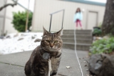 Sundays With Tabs the Cat, Makeup and Beauty Blog Mascot, Vol. 857