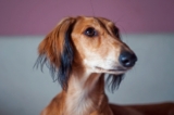 Male & Female Saluki Weights & Heights by Age