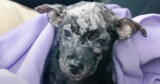 Man Put ‘Blistered’ Puppy In Box And Placed Her On A Shelter’s Doorsteps
