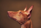 Cost of a Pharaoh Hound Puppy by US Region [2024]
