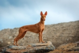 Male & Female Pharaoh Hound Weights & Heights by Age