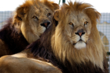 Martinair Cargo transports two lions to South Africa