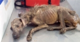 ‘Starving’ Dog Dumped On Streets, Left To Die And Woman Fights All Odds To Save Him