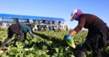 Trump’s deportations on a collision course with California’s economy