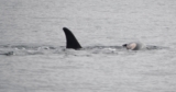 Orca who carried dead calf’s body for weeks has lost another offspring